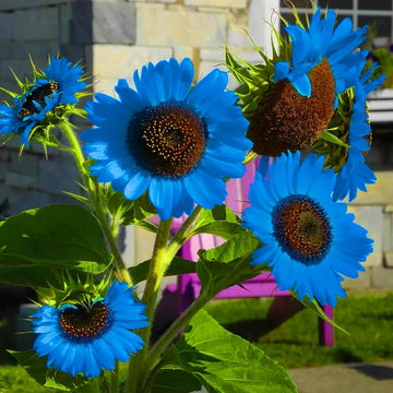 Sunflower Seeds – Blue