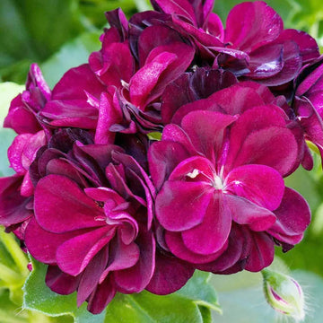 Geranium Seeds – Dark Burgundy