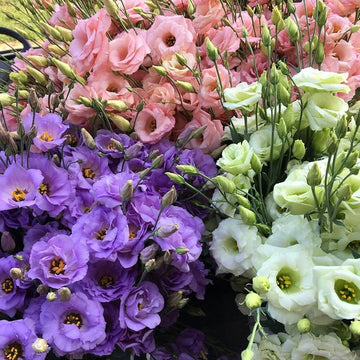 Lisianthus Seeds – Bright and Bold