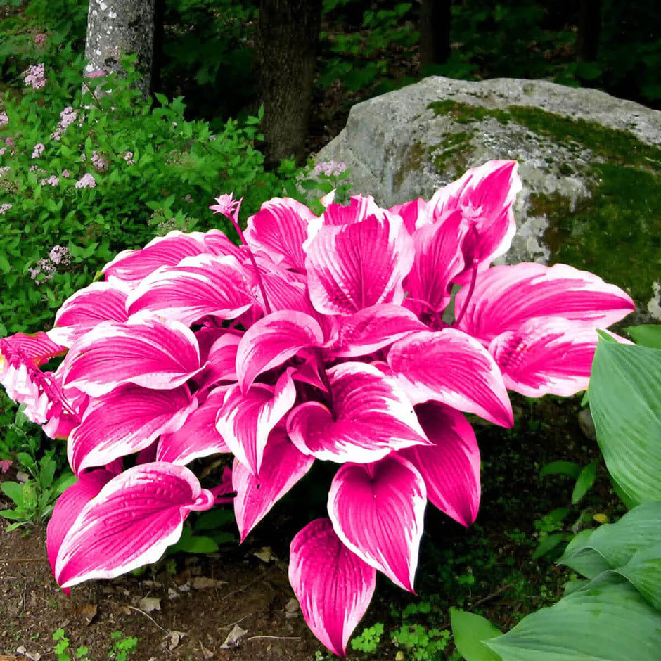 Hosta Seeds for Sale | Buy for Shade Gardens
