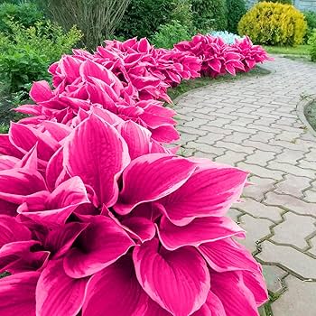 Hosta Seeds – Pink