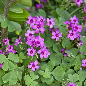 Oxalis Debilis Seeds – Pink Wood-Sorrel