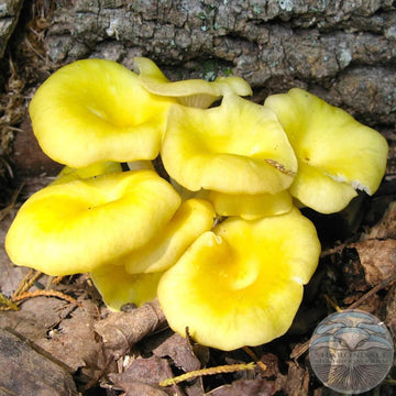 Light Yellow Mushroom Spawn – Vegetable Plant