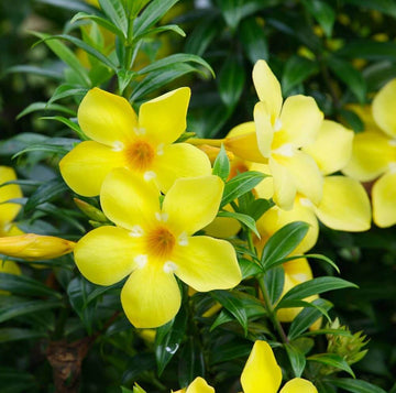 Allamanda Seeds – Drought-Tolerant