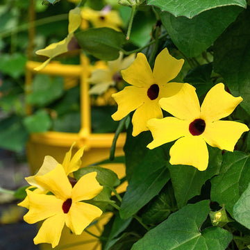 Black-Eyed Susan Vine Seeds - Flower Plant