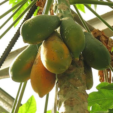 Papaya Seeds – Sunrise Sweet Strawberry