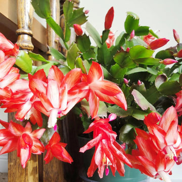 Schlumbergera Seeds
