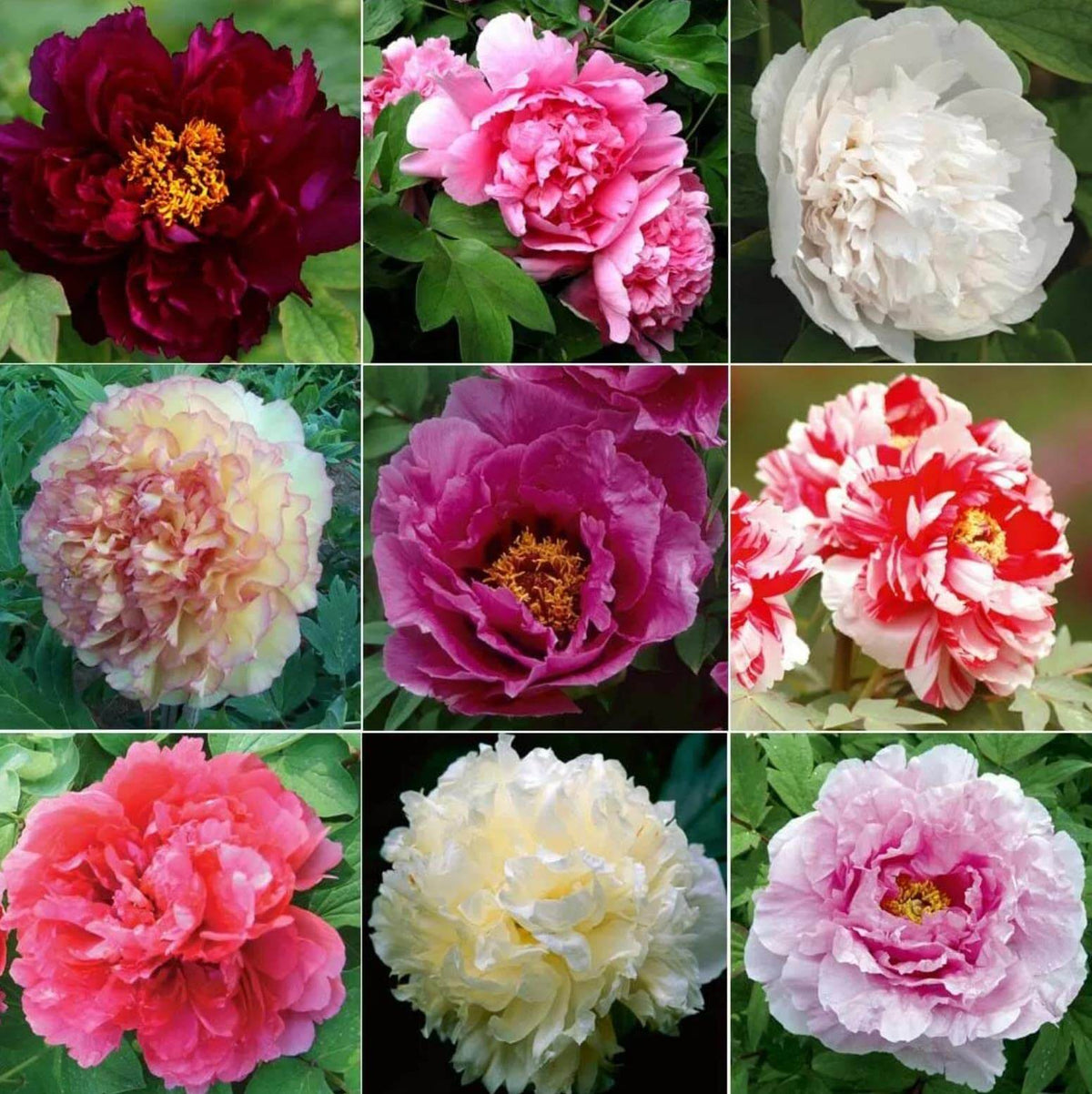 Bi Color Peonies Mixed Colors Peony Seeds | Garden Flower Seeds