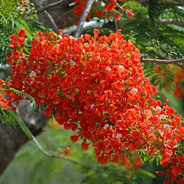 Royal Poinciana Seeds – Flame Tree