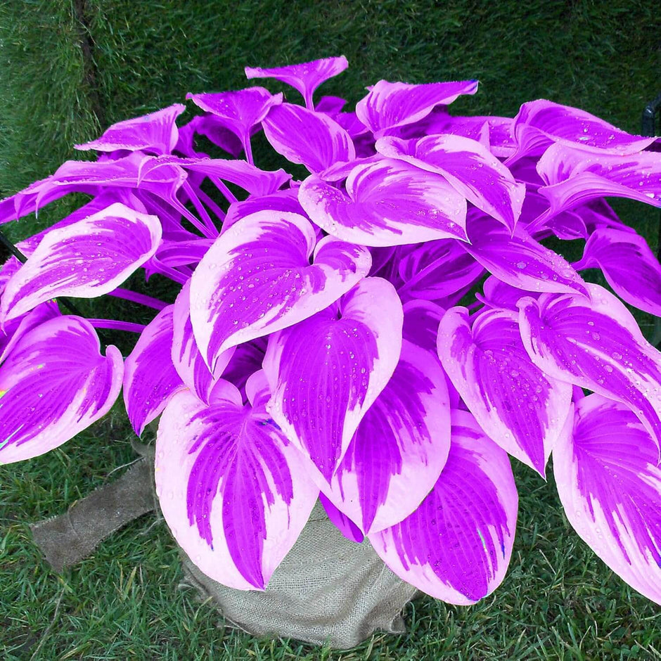 Hosta Seeds for Sale | Buy for Shade Gardens