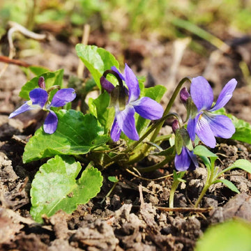 Johnny Jump Up Seeds – Light Purple