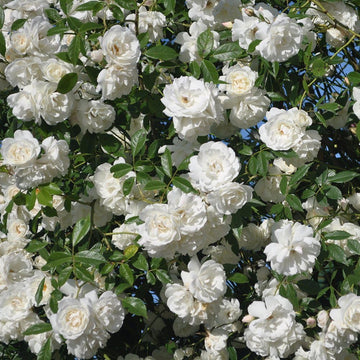 Rose Seeds – White Fairy