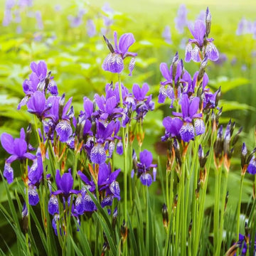 Japanese Iris Seeds – Elegant