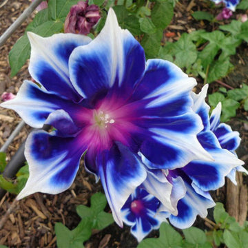 Morning Glory Seeds – Blue & White