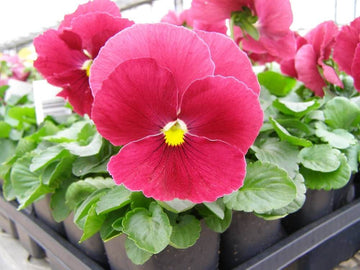 Pansy Seeds – Semi Delta Pure Rose