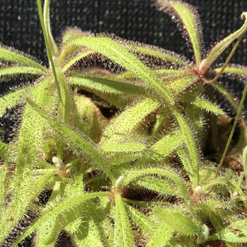 Sundew Seeds – Lance-Leaf