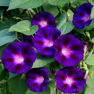 Morning Glory Seeds – Ipomoea Purpurea