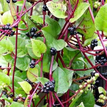 Spinach Seeds – Red Stem