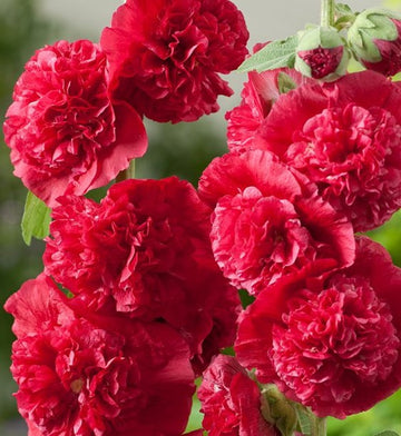 Hollyhock Seeds – Double Red