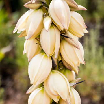 Glauca Yucca Seeds – Flower Plant