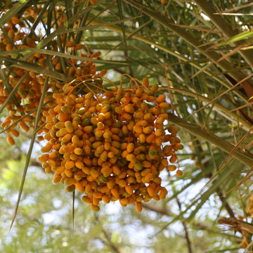 Phoenix Sylvestris Seeds – Fruit Bearing