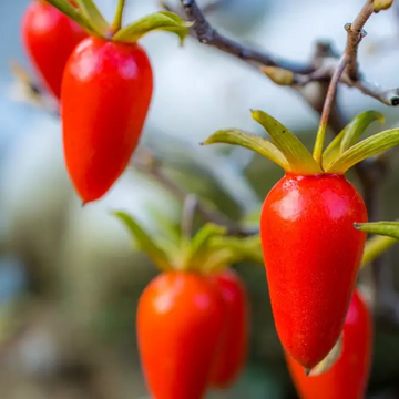 Persimmon Seeds - Diamond-Leaf