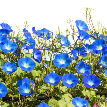 Morning Glory Seeds – Blue Picotee