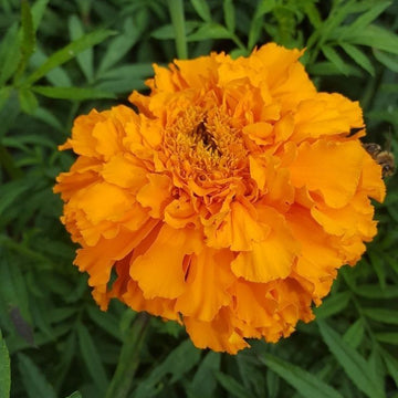 Marigold Seeds – Vibrant