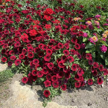 Petunias Seeds – Maroon Color