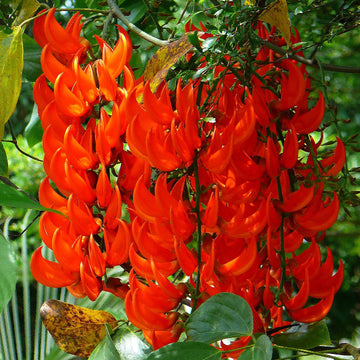 Jade Vine Seeds – Tropical