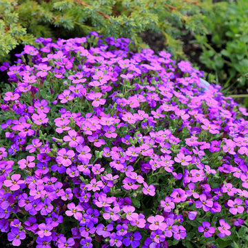 Rock Cress Seeds – Rainbow Rockcress