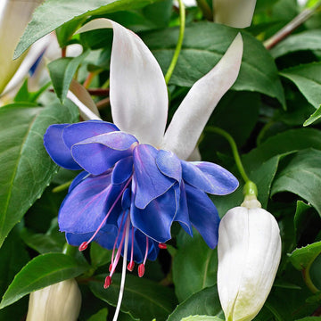 Blue White Fuchsia Seeds - Flower Plant