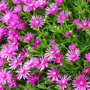 Ice Plant Seeds – Delosperma