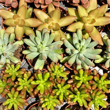 Sedum Seeds – Mixed Perennial Star