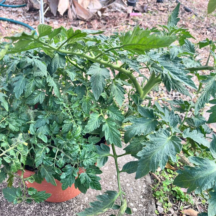ACE Tomato Seeds