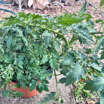 ACE Tomato Seeds