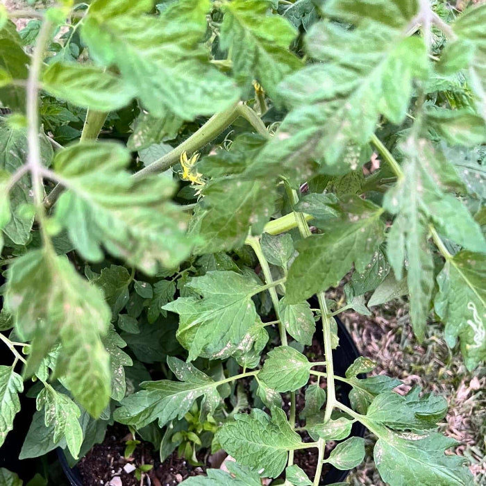 ACE Tomato Seeds