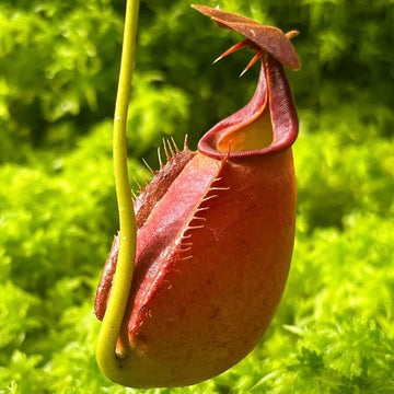 Pitcher Plant Seeds – Fanged