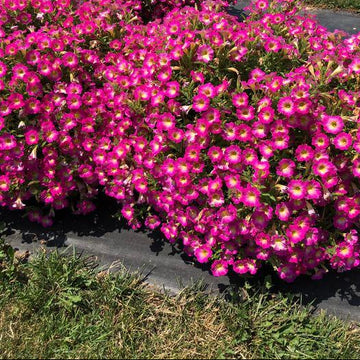 Petunia Seeds – Supertunia