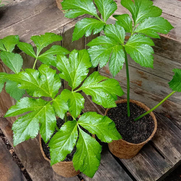 ASHITABA  SEEDS - WELLNESS PLANT