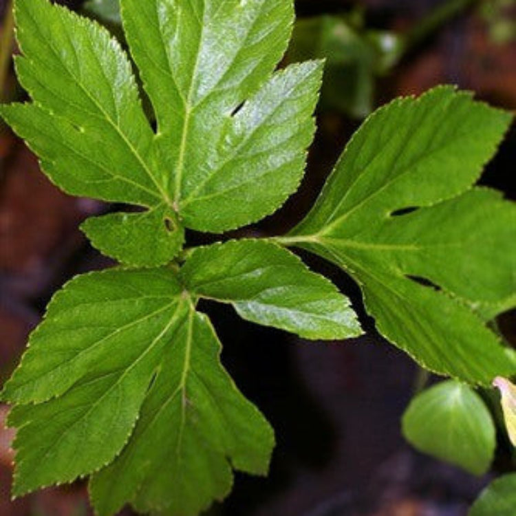 ASHITABA  SEEDS - WELLNESS PLANT