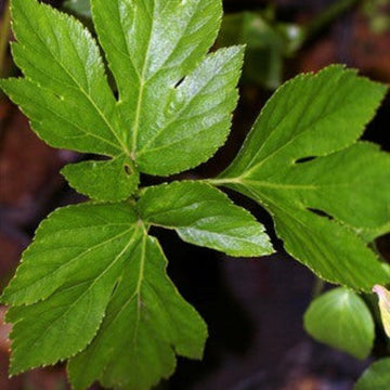 ASHITABA  SEEDS - WELLNESS PLANT