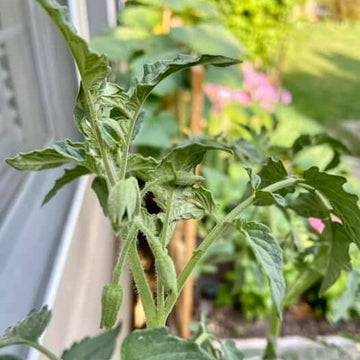 Abe Lincoln Tomato Seeds 