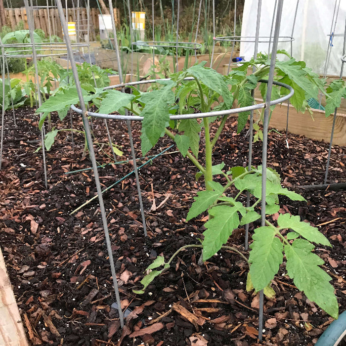 Abe Lincoln Tomato Seeds 
