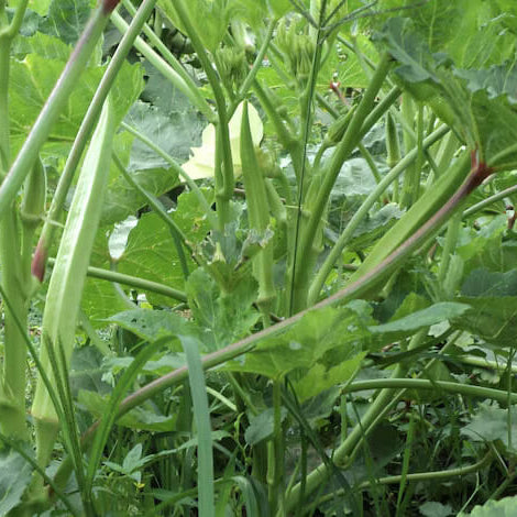 Abelmoschus esculentus Okra Seed