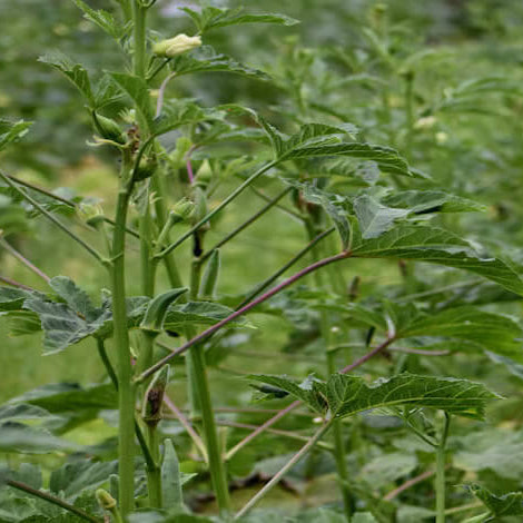 Abelmoschus esculentus Okra Seed