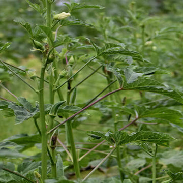 Abelmoschus esculentus Okra Seed