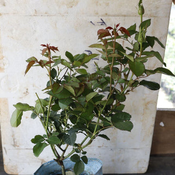Abracadabra Rose Seeds