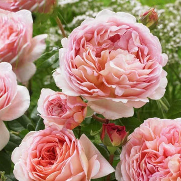 Rose Seeds – Elegant Apricot-Pink Climbing