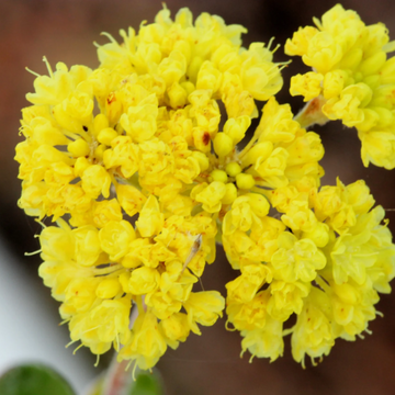 Abronia Latifolia Seeds – Yellow Sand Verbena Seeds